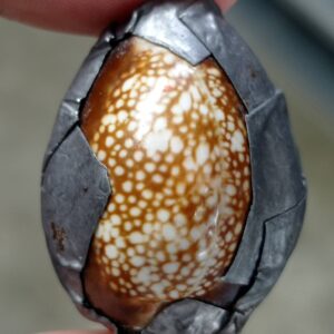 เบี้ยแก้ ยุคต้น หลวงพ่อเจริญ ฐานยุตโต วัดโนนสว่าง จังหวัดอุดรธานี